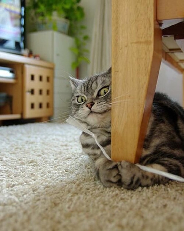 Then Whiskers got an idea An AWFUL idea