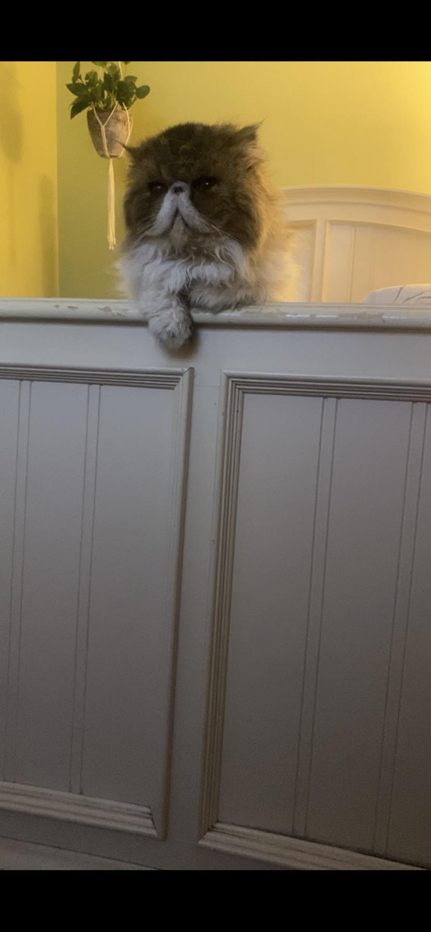 Theo would like to talk to you about diabeetus