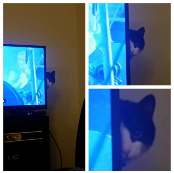 There are hundreds of ways to stalk your prey and remain unseen Panzer does not know any of them