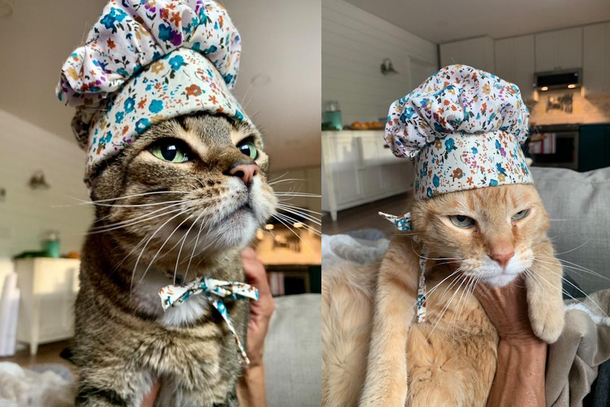 There are two types of cat in this world