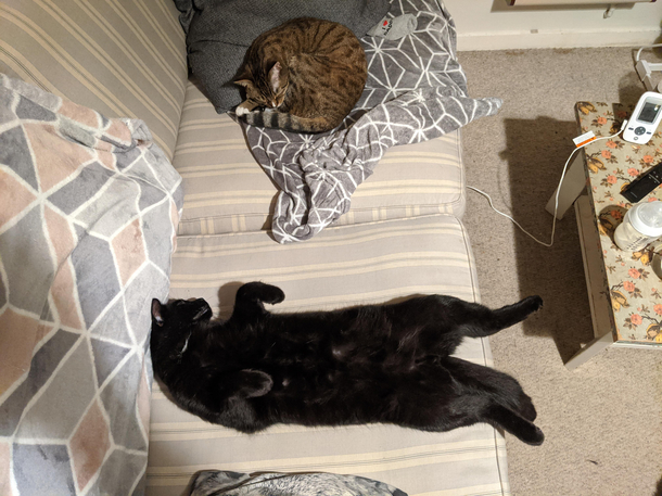 There are two types of cats