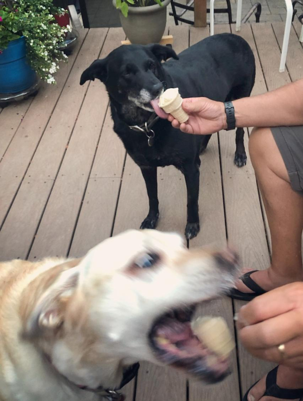 There are two types of dogs in this world My parents have one of each