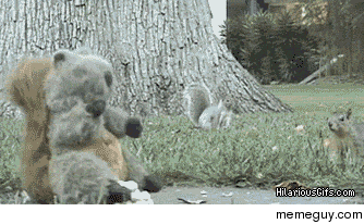 There are two types of squirrels