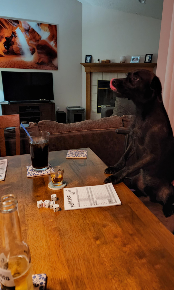 There is a saying you can trust dogs more than cats at yahtzee
