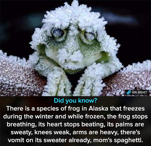 There is a species of frog in Alaska that freezes during the winter