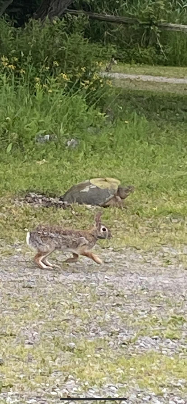 There was a race in my driveway today
