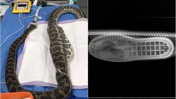 Theres a boot in my snake