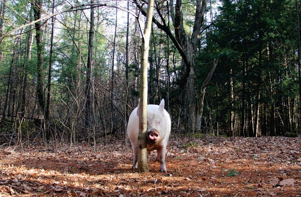 Theres a pig hiding in this picture