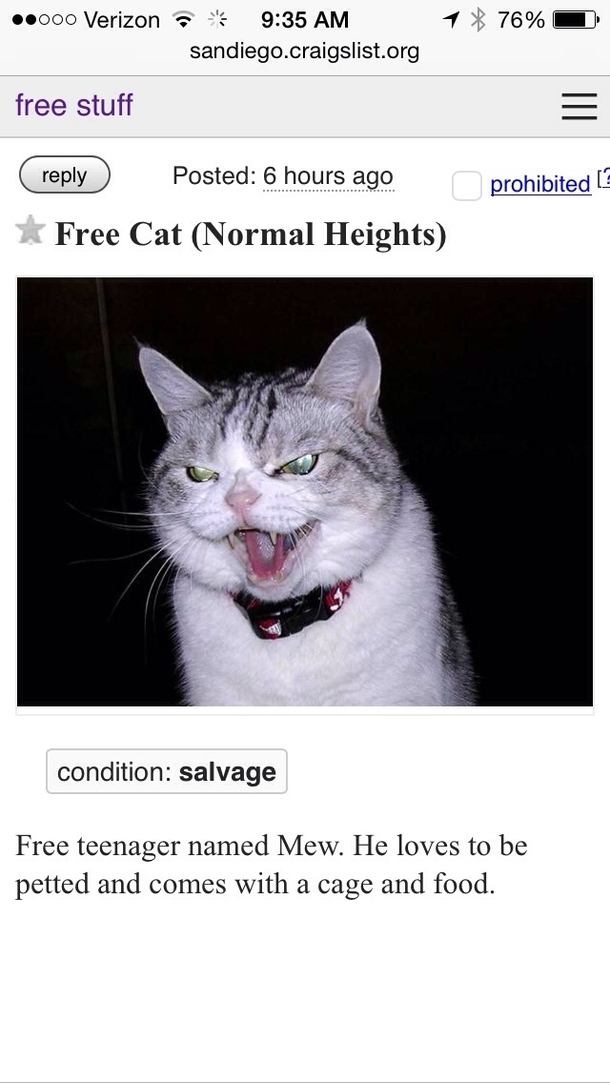 Theres a reason this cat is free