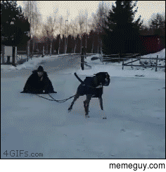 Theres a reason why they use Siberian Huskys to pull things in the snow