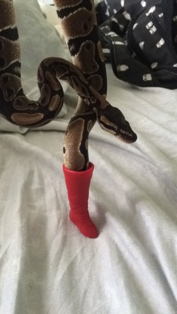 Theres a snake in my boot