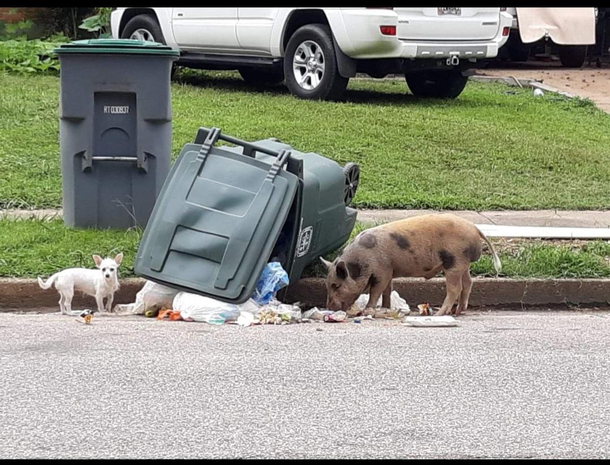 Theres a wild piggie amp Chiwawa gang terrorizing my moms neighborhood