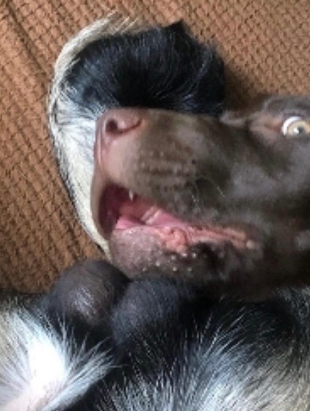 These are my two dogs teabagging each other