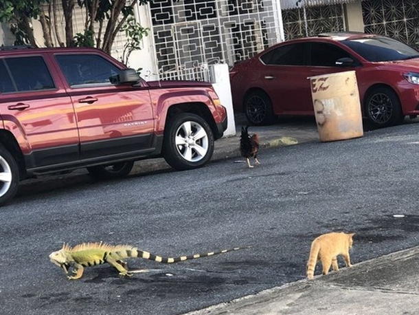 These are  starter Pokmon in Brazil