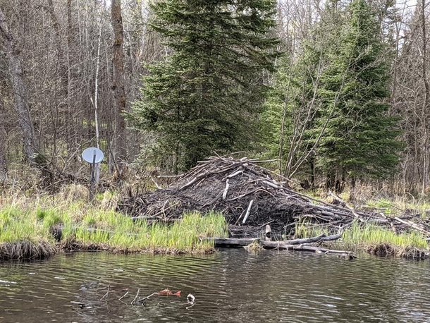 These beavers have satellite tv