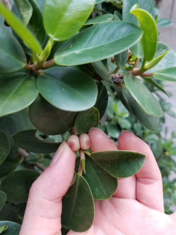 These berries though