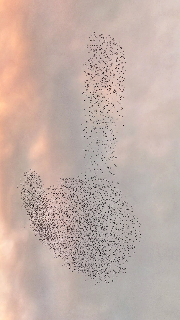 These birds flipping the bird