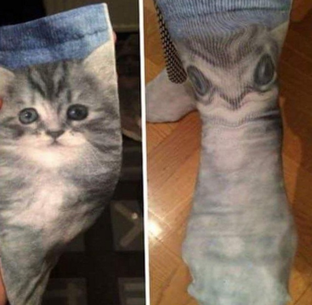 These cat socks