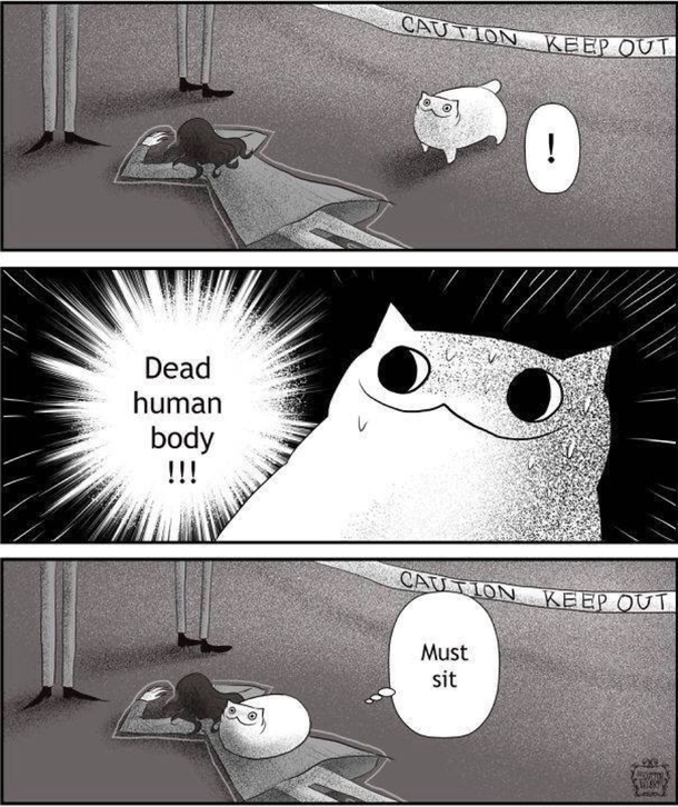 These cats have no respect