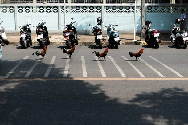 These chickens depiction of the most iconic album cover of all time
