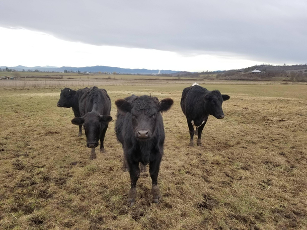 These cows are about to drop the next big christian rock album