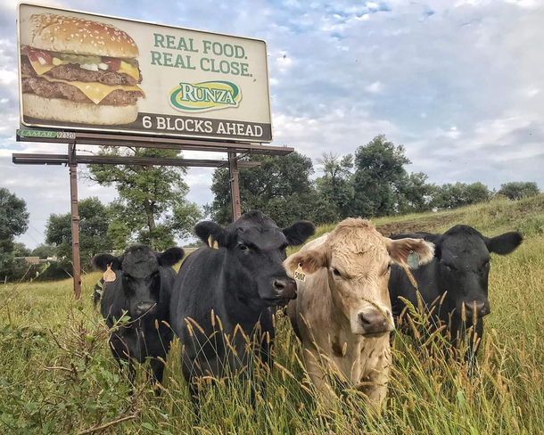 These cows are thoroughly unimpressed with their new billboard