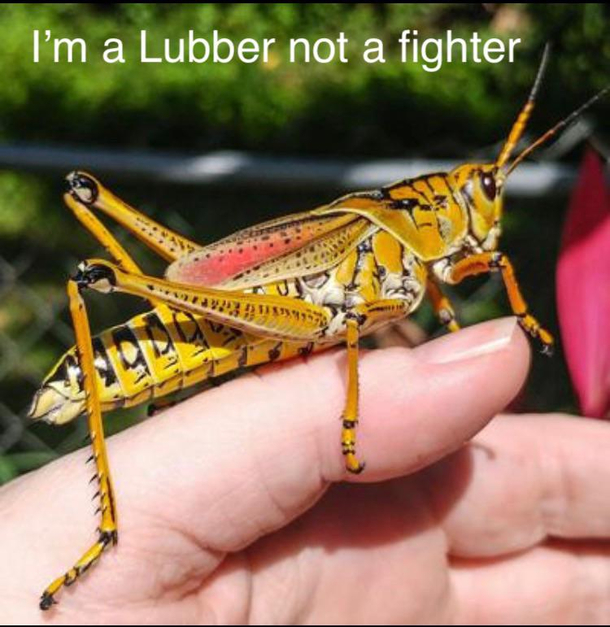 These guys are huge