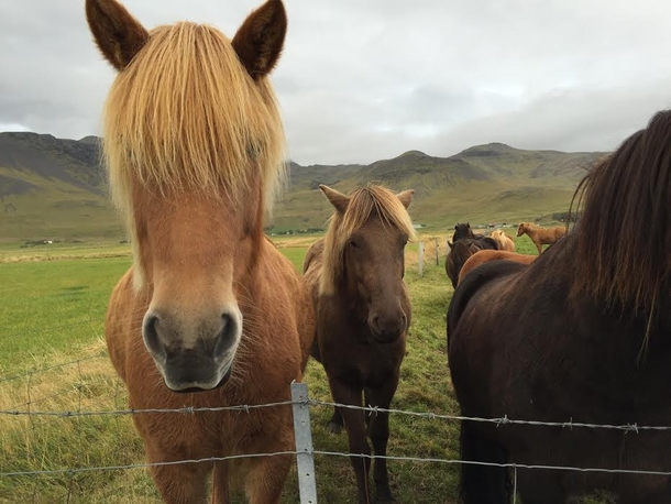 These Icelandic horses are my new favorite boy band
