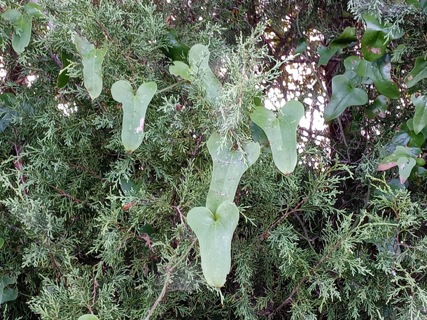 These leaves were a little happy to see me