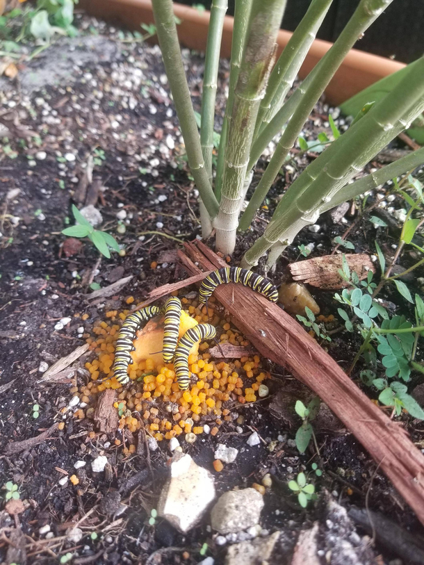 These monarch butterfly caterpillars ate all of the milkweed leaves I supplemented butternut squash and now they have orange poop