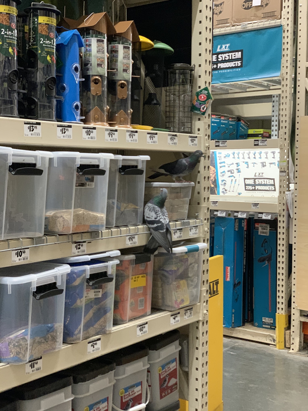 These pidgeons just struck gold in the home improvement store