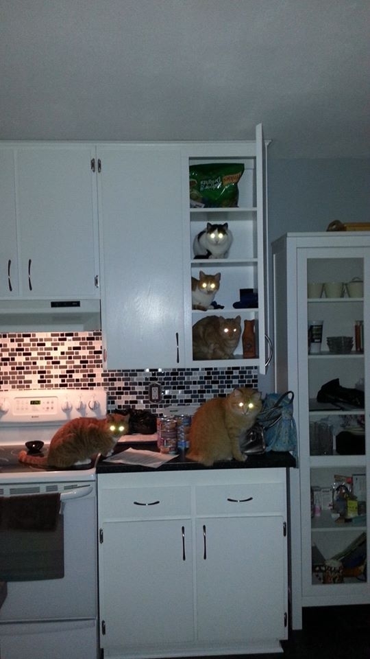 They ALMOST completed the ladder to the food before they got caught