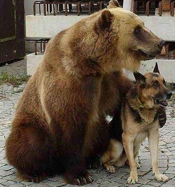 They both descended from Bear Dog ancestor They are cousins