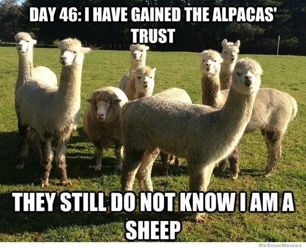 They call me Al Pasheepo