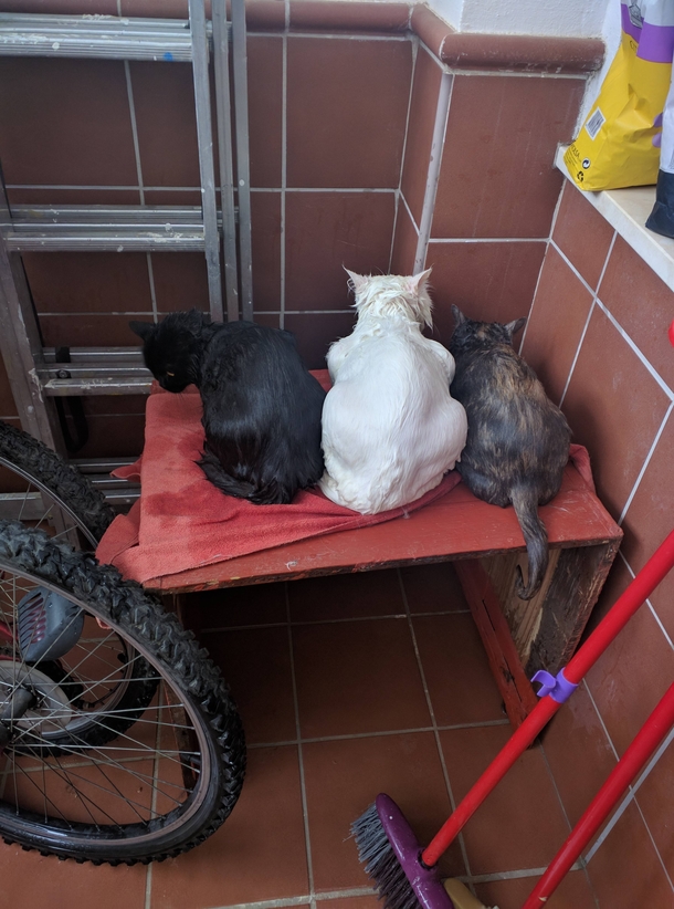 They dont want to look at me after their bath 