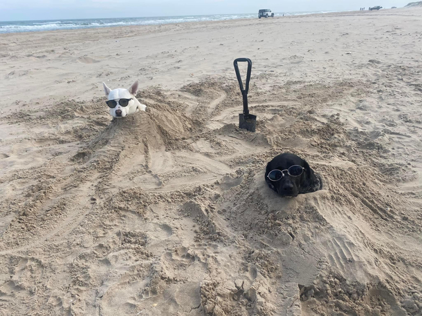 They love being buried