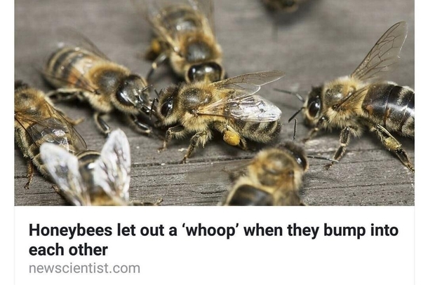 They must bee from the midwest ope i mean amiright