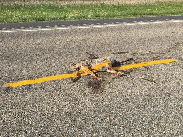 They painted right over a dead Coyote in ND