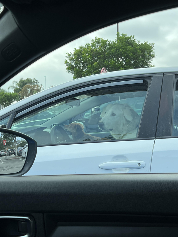 They really give drivers license to anyone nowadays