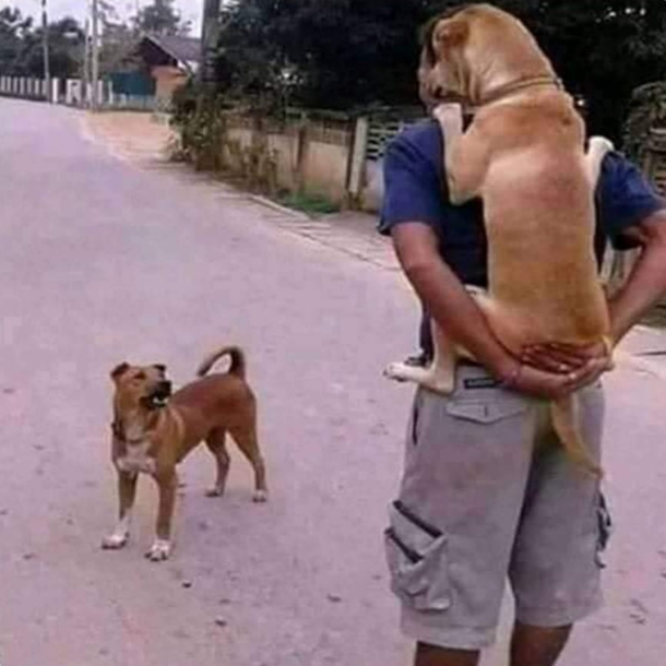 They said get a dog he will protect you meanwhile My DOG