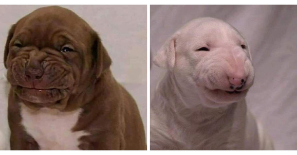 They scronch