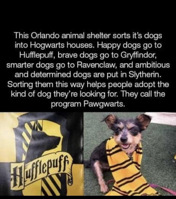 They should have renamed the houses - Wooffindor Hufflemutt Ravenpaw Sloberin Id adopt a doggo from Hufflemutt