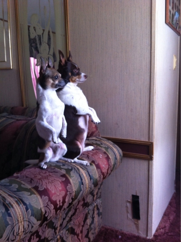 They sit like this every time they hear someone coming to the door
