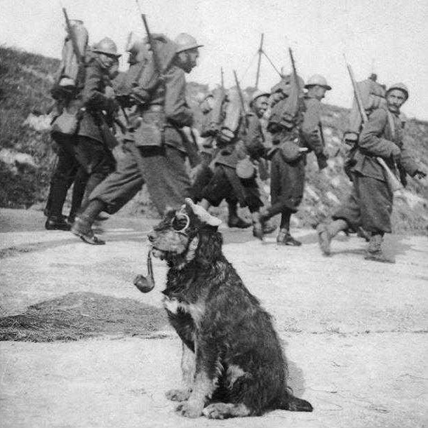 They told me war was ruff