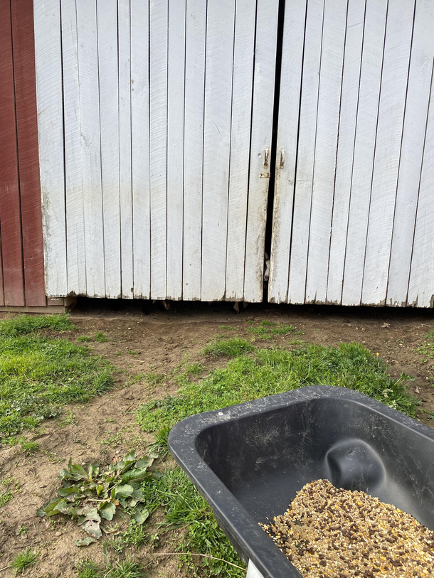 they were waiting for me to leave the feed for the cows unguarded