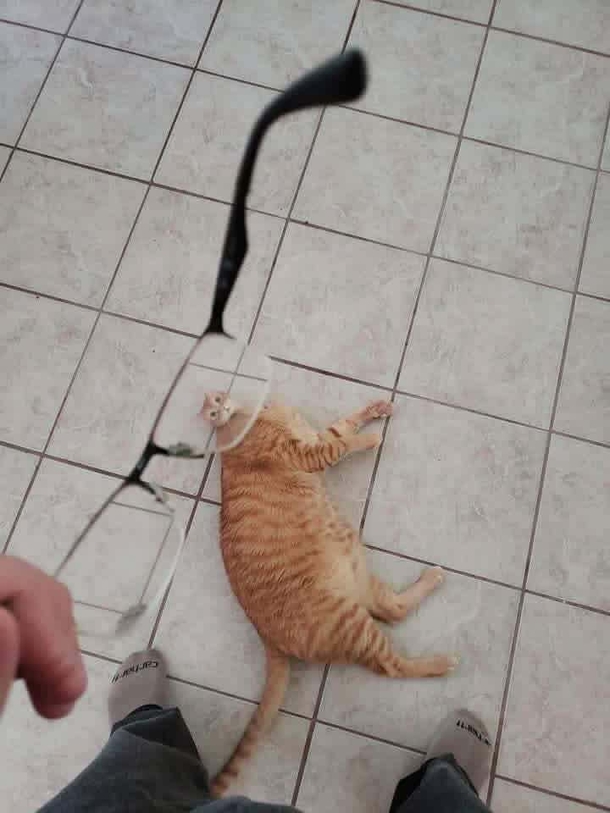 Theyve started calling the cat Beetlejuice