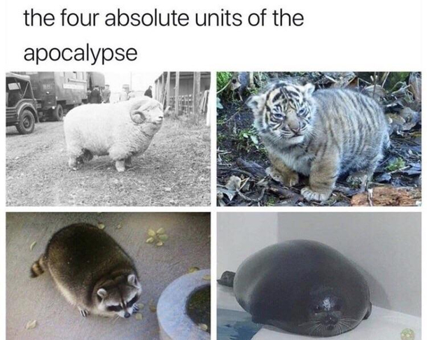 thicc apocalypse