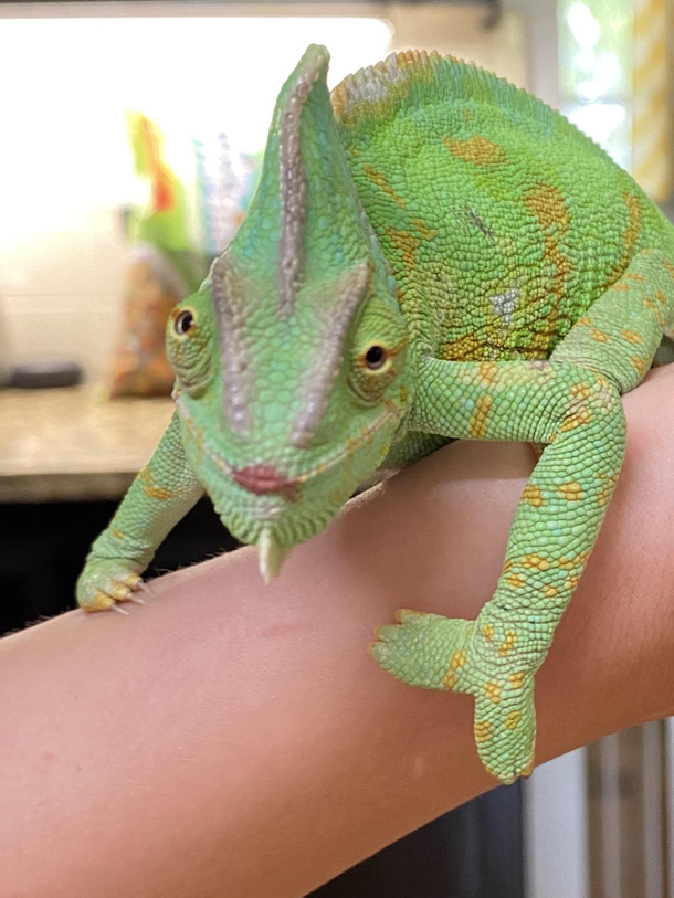 Things you dont think you will have to tell your kids  Please do not use my good lipgloss on the chameleon