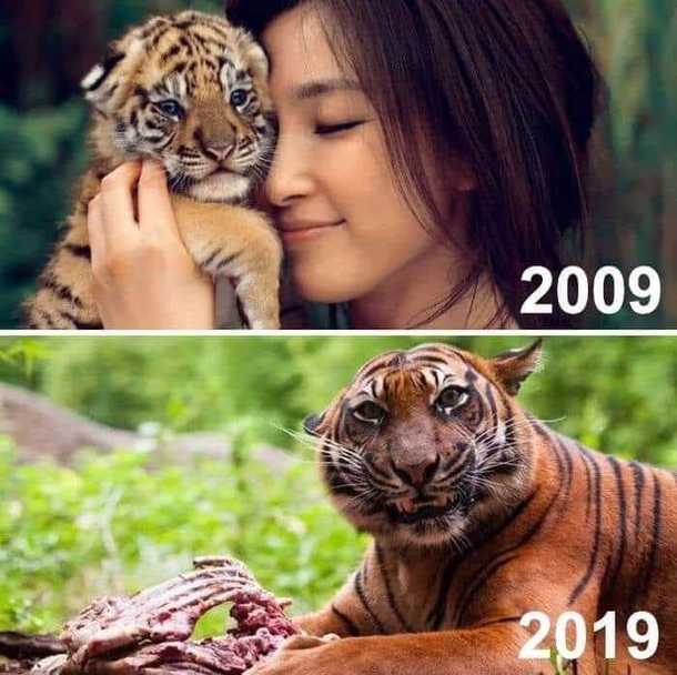 Think ahead before getting pets