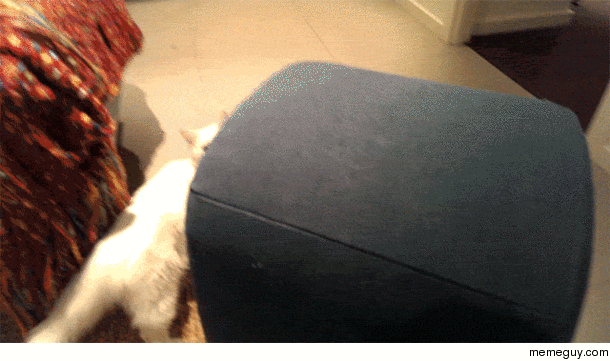 Think before you cat